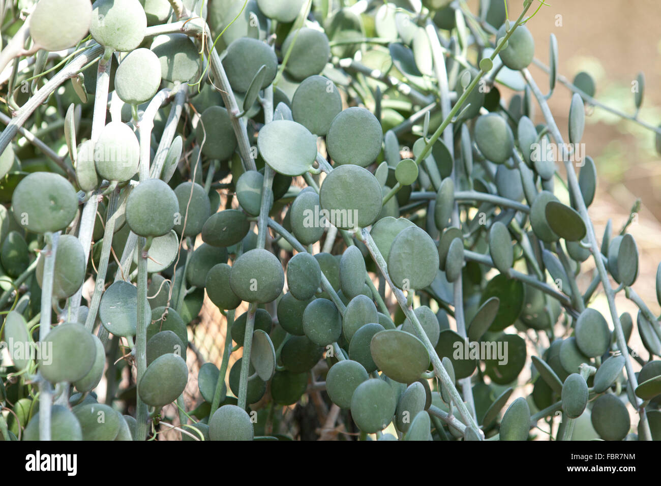 Silber-Dollar-Pflanze (Xerosicyos Danguyi) Stockfoto
