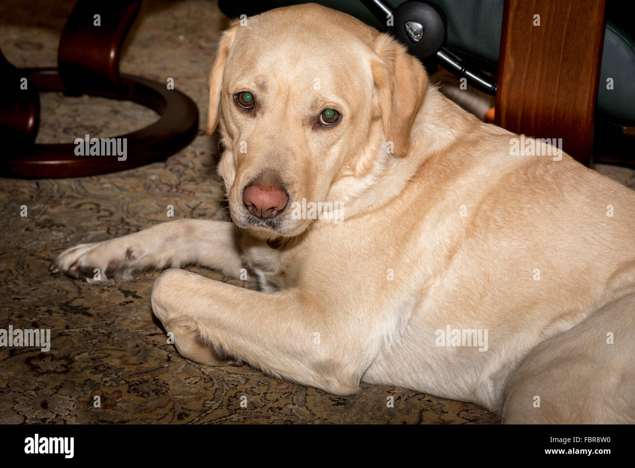 Golden Labrador Hund ruht Stockfoto