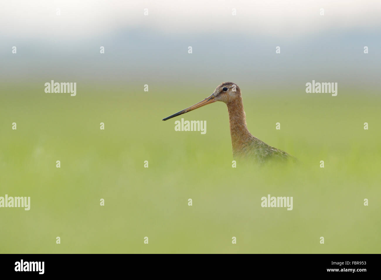Erwachsene Schwarzschwanzgodwit / Uferschnepfe ( Limosa limosa ) in hohem Gras, sehr niedriger Blickwinkel, verschwommene Umgebung, Tierwelt, Europa. Stockfoto