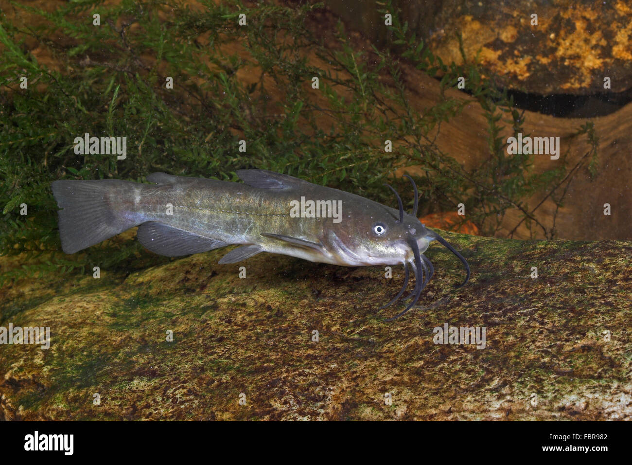 Braune Groppe, gesprenkelten Wels, amerikanische Wels, Brauner Zwergwels, Katzenwels, Ictalurus Nebulosus, Ameiurus Nebulosus Stockfoto