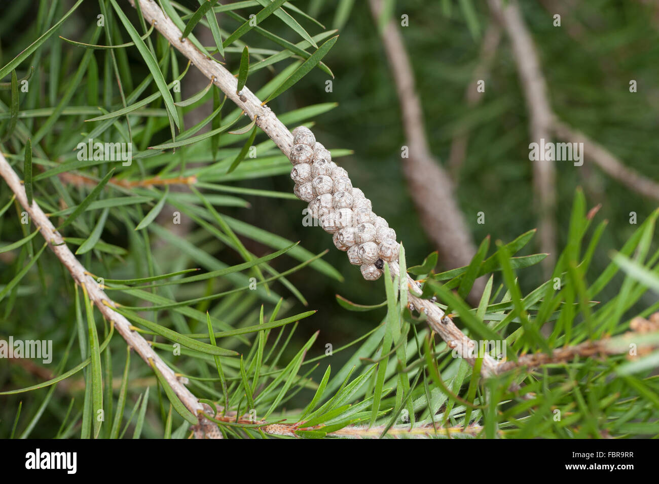 Bottlebrush Blüte, Frucht, Lampenputzer, Lampenputzerstrauch, Schönfaden, Zylinderputzer, Pfeifenputzer, Zylinderputzer Subulatus Stockfoto