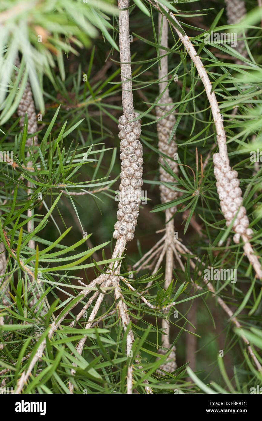 Bottlebrush Blüte, Frucht, Lampenputzer, Lampenputzerstrauch, Schönfaden, Zylinderputzer, Pfeifenputzer, Zylinderputzer Subulatus Stockfoto