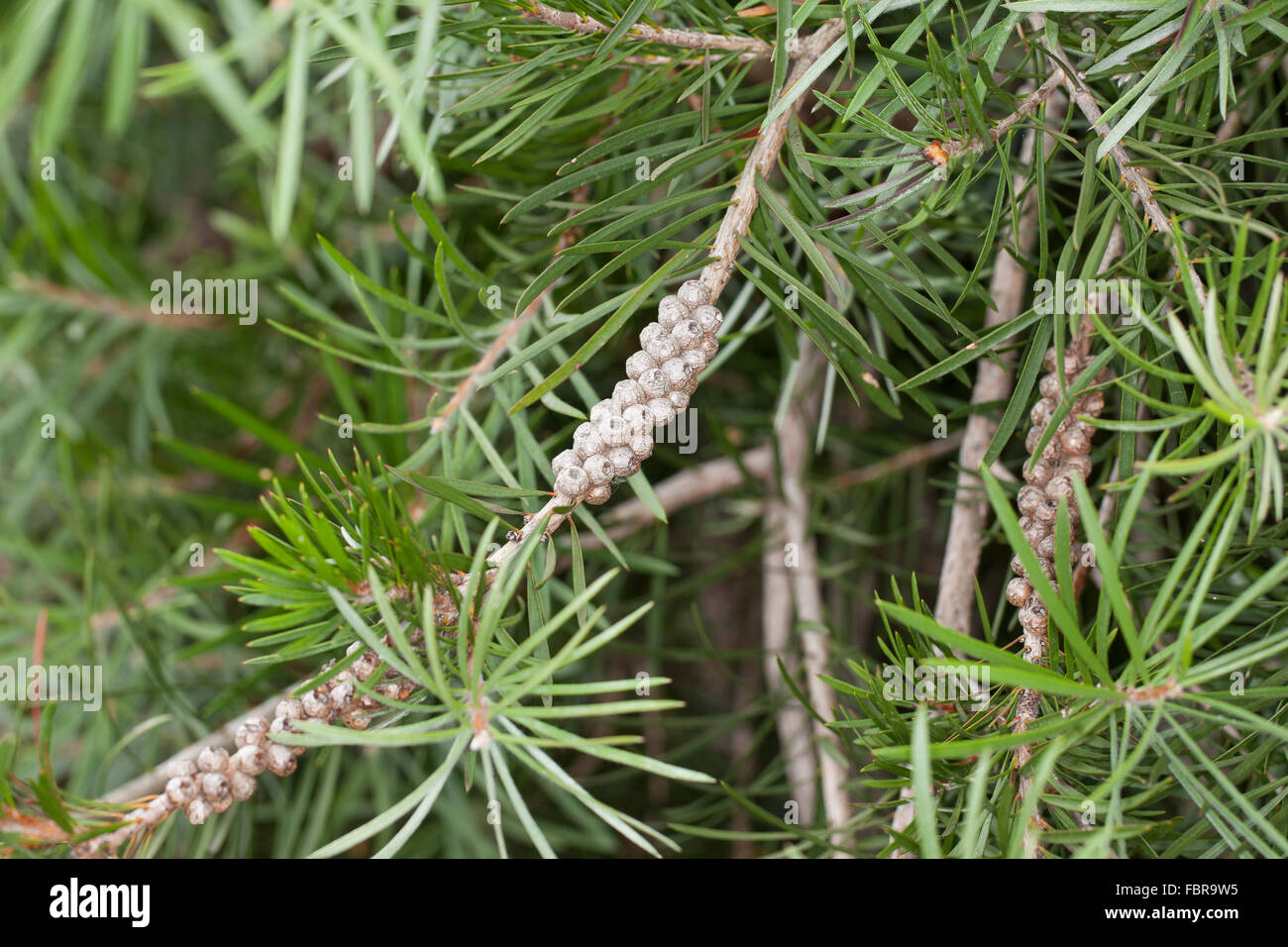 Bottlebrush Blüte, Frucht, Lampenputzer, Lampenputzerstrauch, Schönfaden, Zylinderputzer, Pfeifenputzer, Zylinderputzer Subulatus Stockfoto