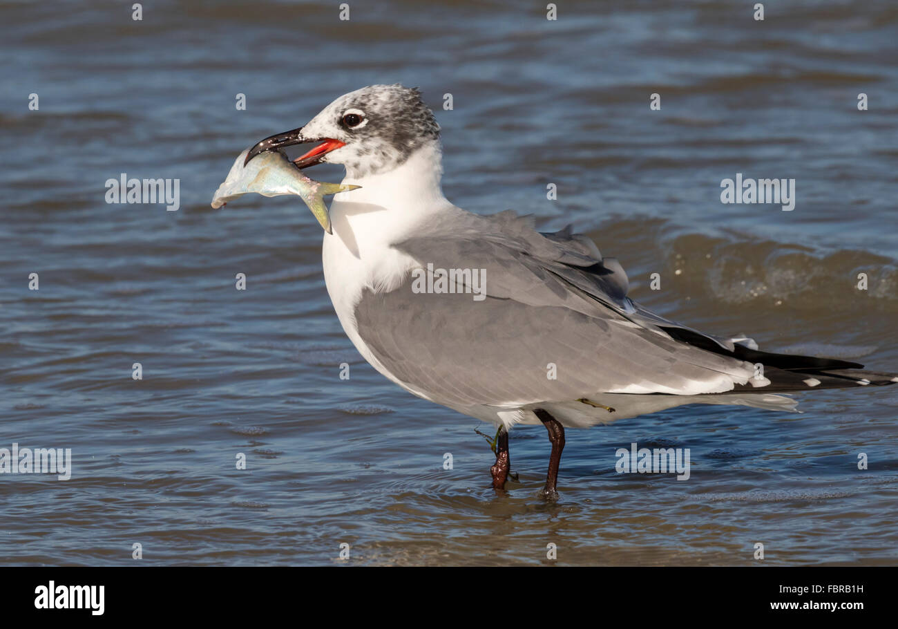 Lachen Möwe (Leucophaeus Atricilla) im Winterkleid mit ein Beutefisch, Galveston, Texas, USA. Stockfoto