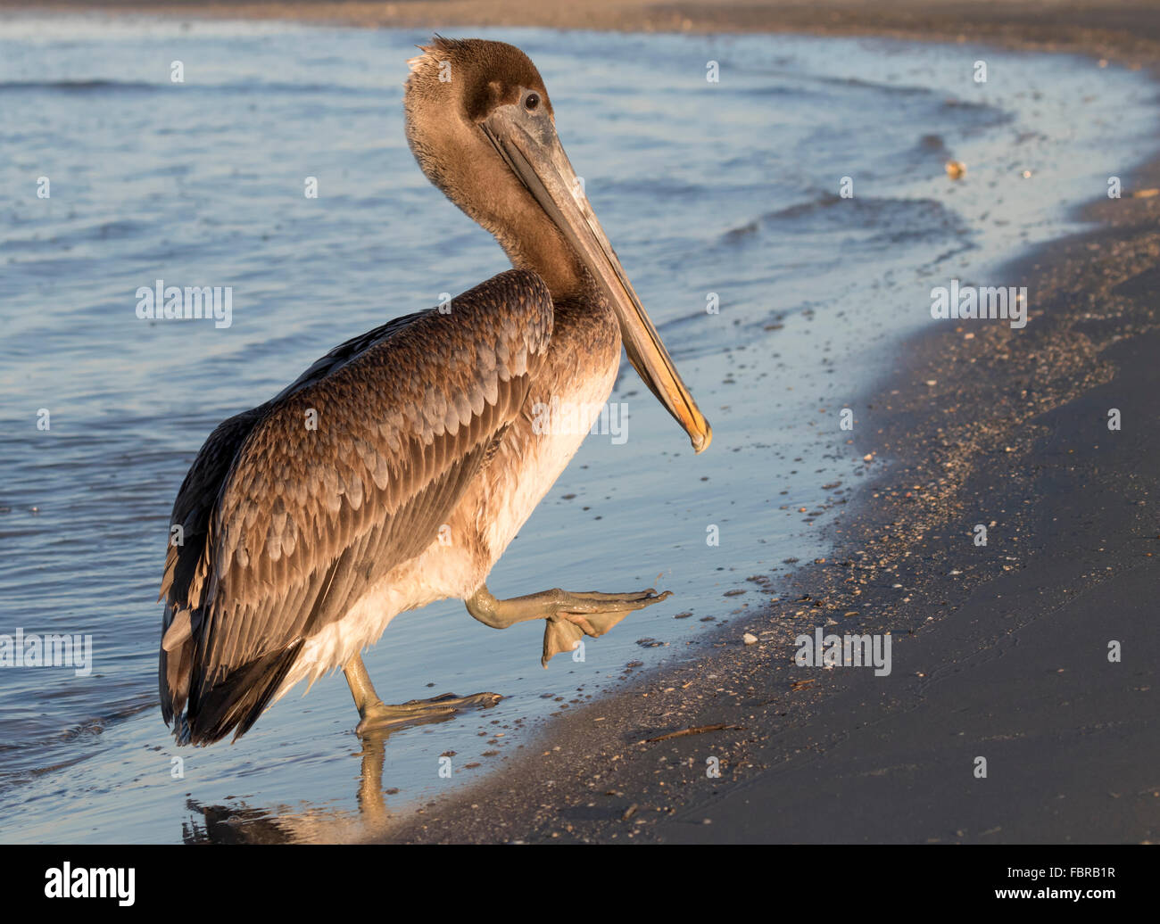 Brauner Pelikan (Pelecanus Occidentalis) treten an den Strand, Galveston, Texas, USA. Stockfoto