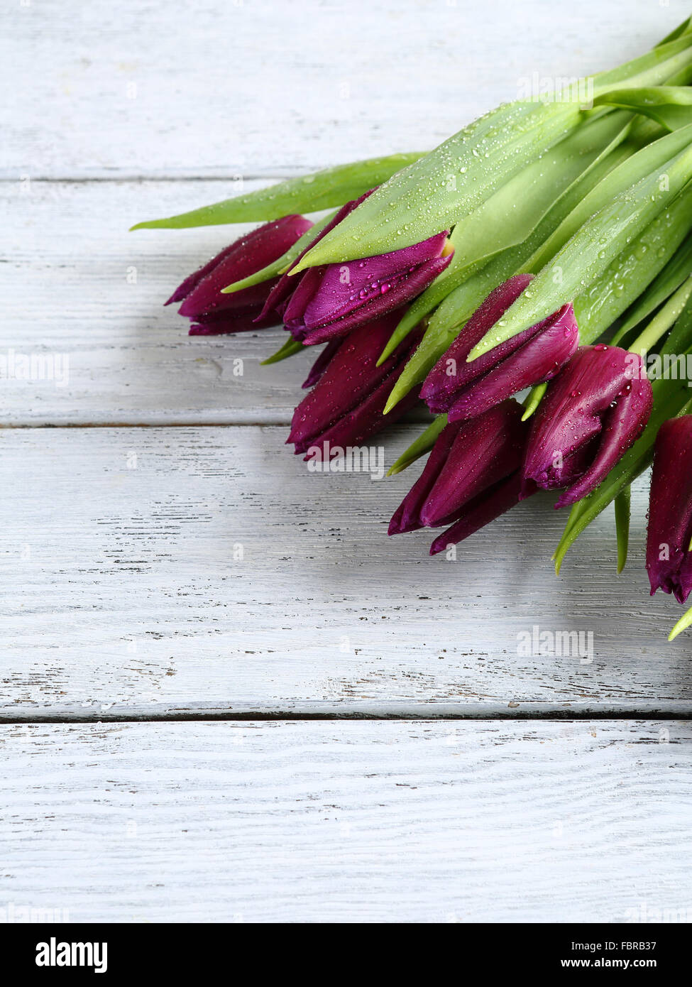 Violette Tulpen auf weißen Tafel, Frühlingsblumen Stockfoto