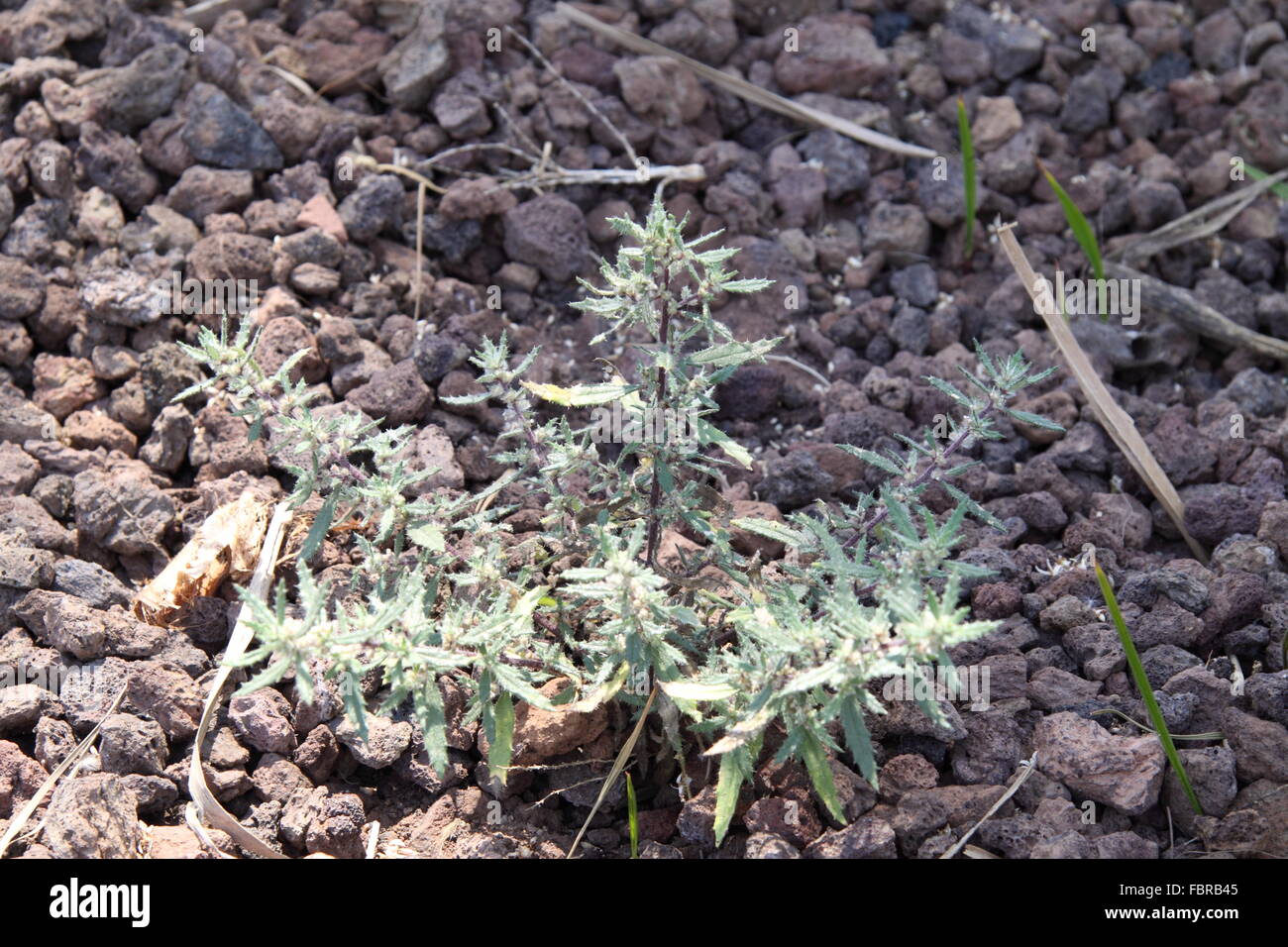 Mitglied der Brennnessel Familie Forsskaolea Angustifolia wächst auf nackten Boden in Gran Canaria Stockfoto