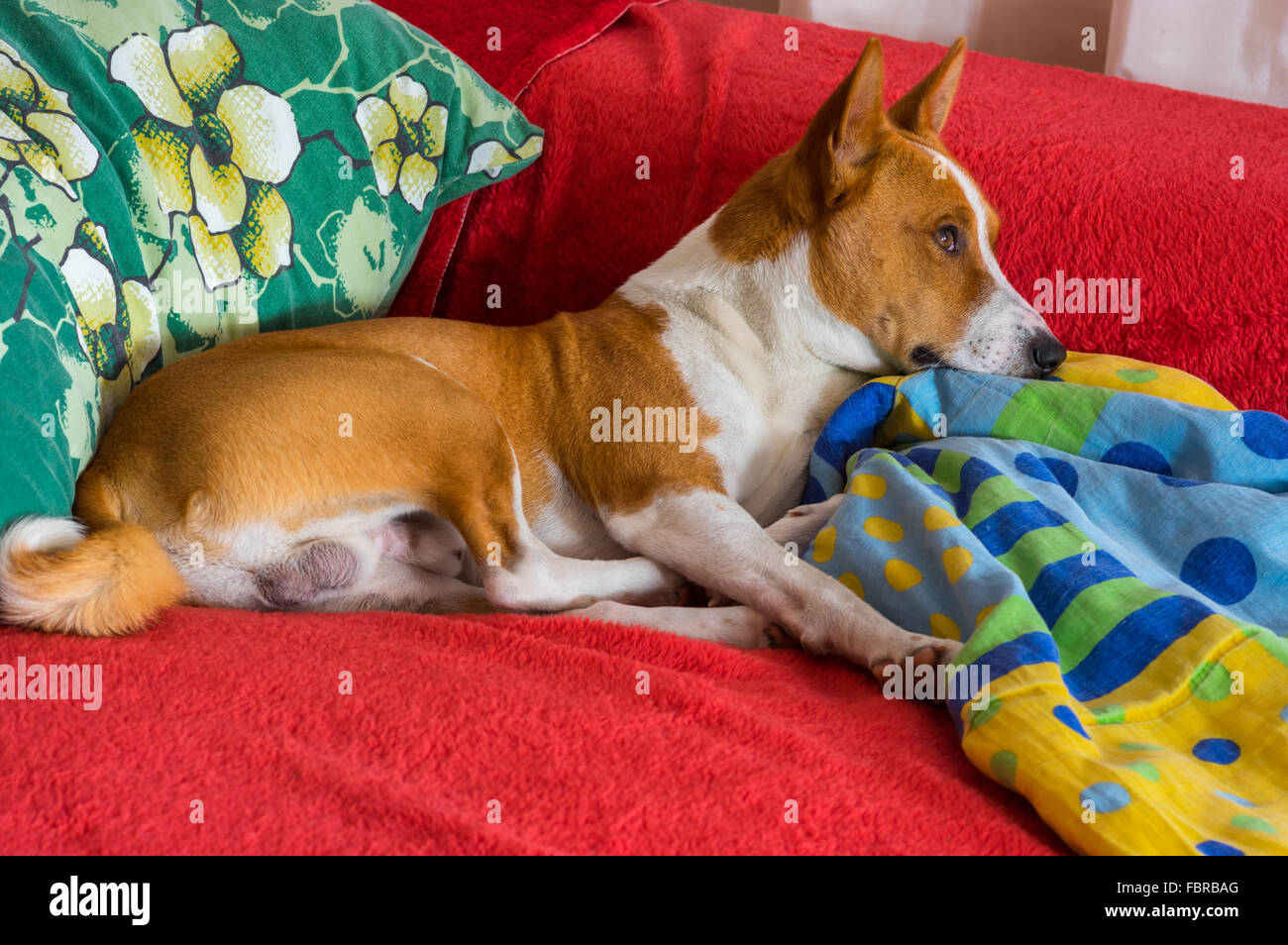 Basenji, Rest auf einen Lieblingsort auf dem Bett und träumen von Freiheit irgendwo in Afrika Stockfoto