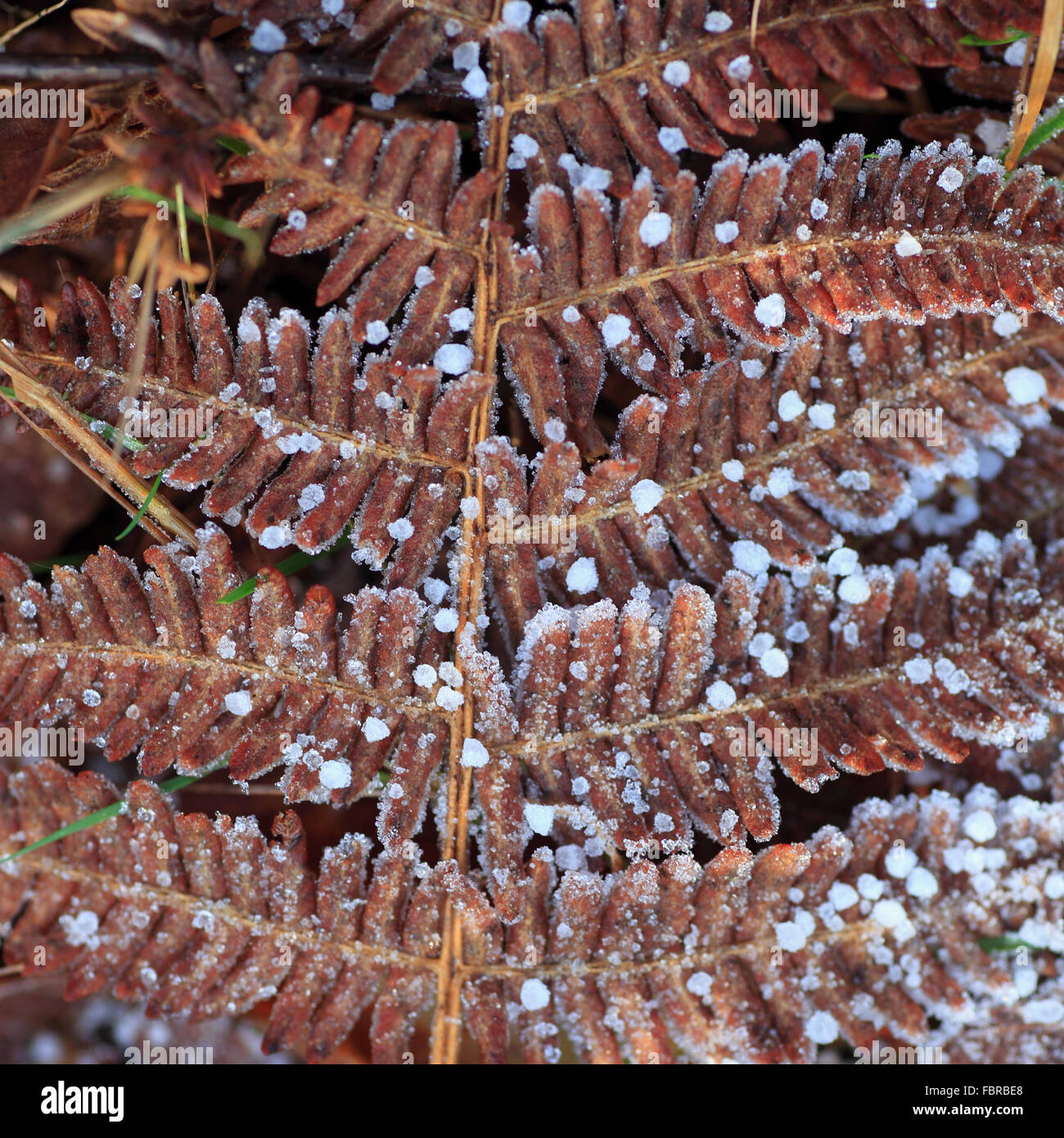 Eiskristalle auf einem Toten Farn Blatt eingefroren. Stockfoto