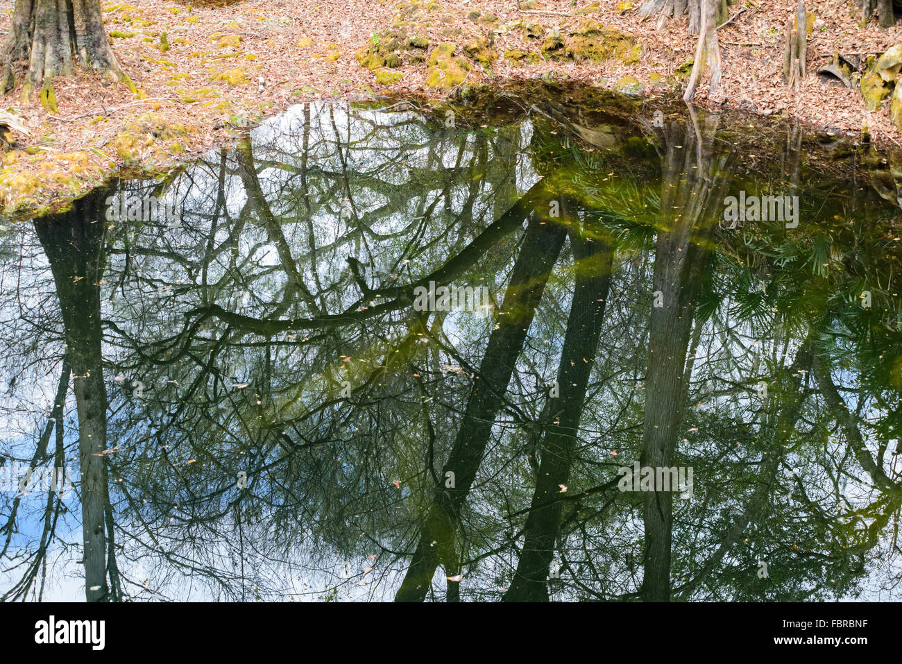 Cypress Tree Reflexionen entlang der Kalk Waschbecken laufen. Stockfoto