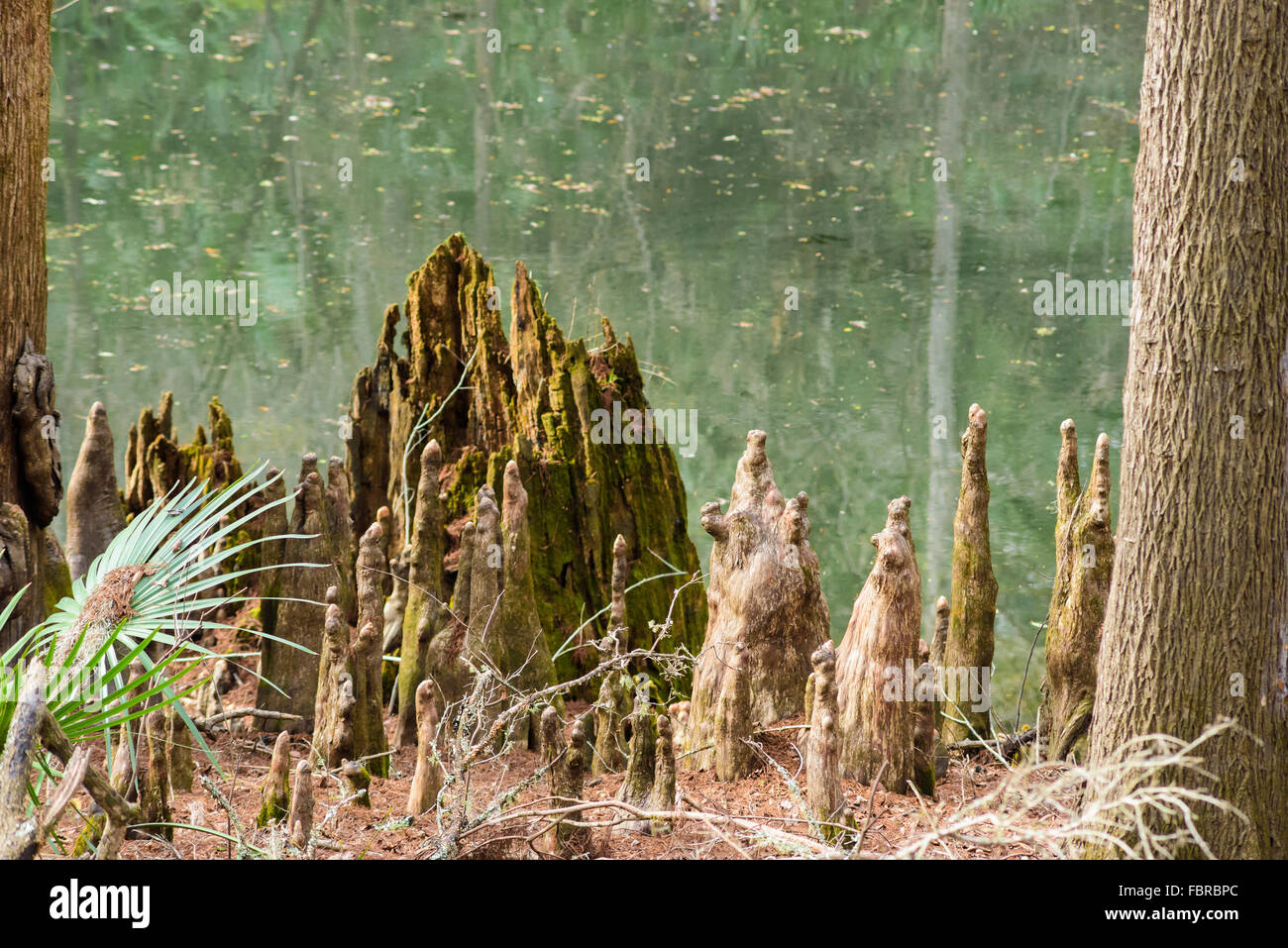 Cypress Baumstümpfe entlang der Kalk Waschbecken laufen. Stockfoto