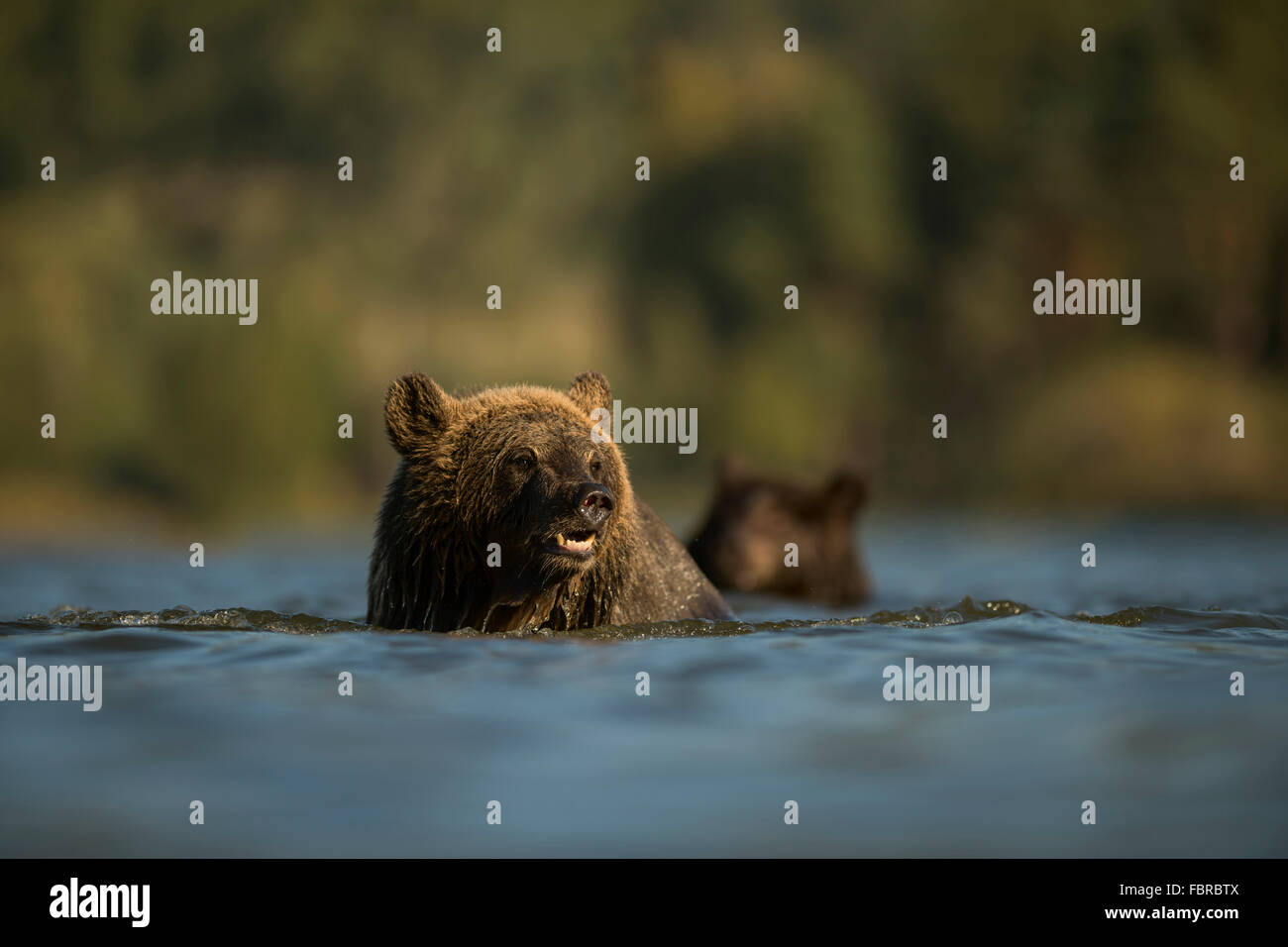 Europäische Braunbären (Ursus Arctos) schwimmen, in einer breiten Strecke der Wasser, umgeben von grünen Wäldern. Stockfoto