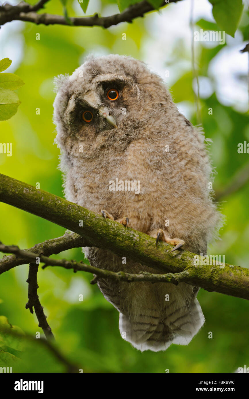Süße junge Waldohreule / Waldohreule (Asio Otus) thront auf einem Baum, Uhren, Tierwelt, Deutschland. Stockfoto
