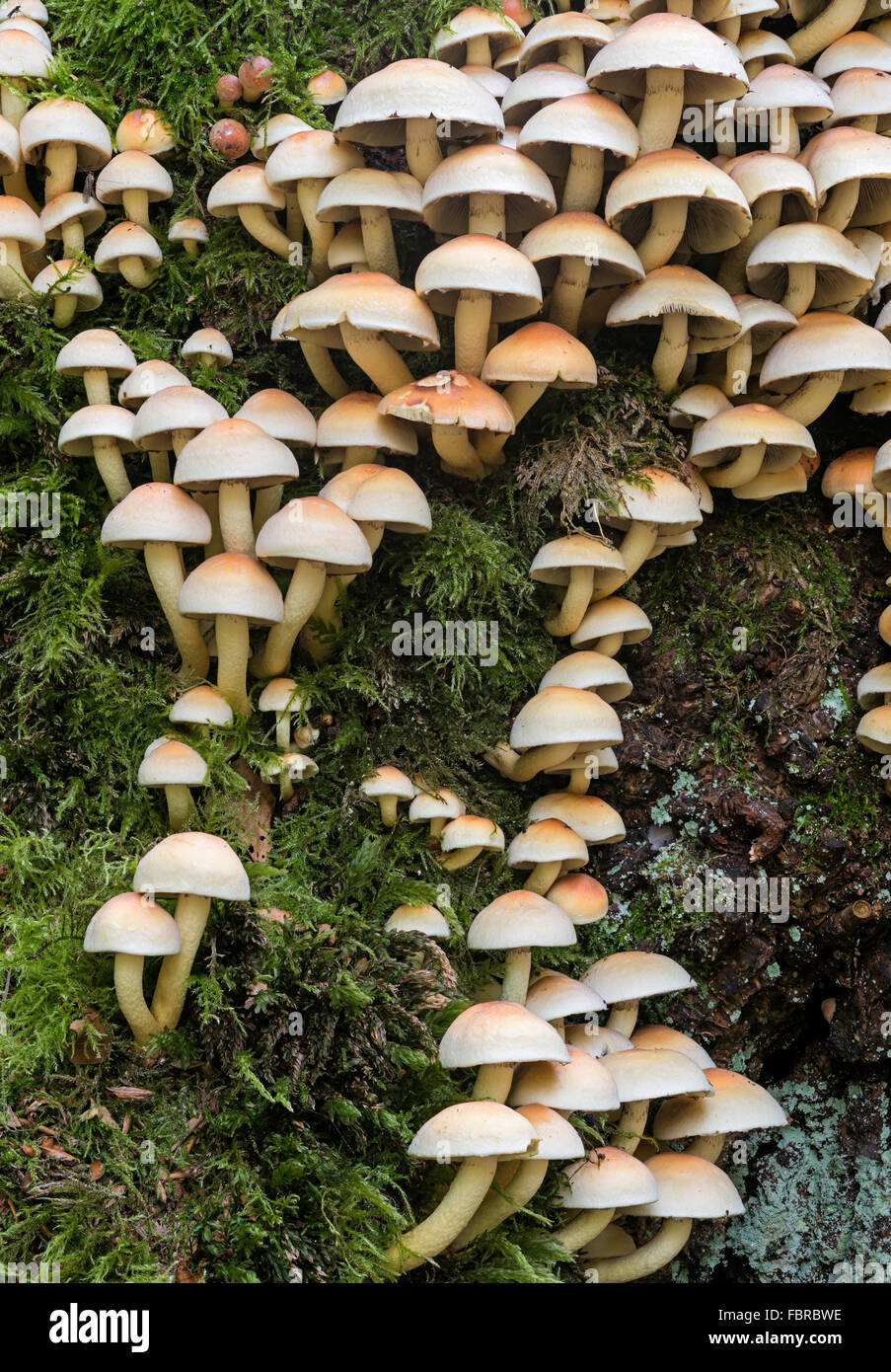 Grünblättriger Fasciculare Schwefel Büschel, Schwefel gruppierten Woodlover Pilze; Stockfoto