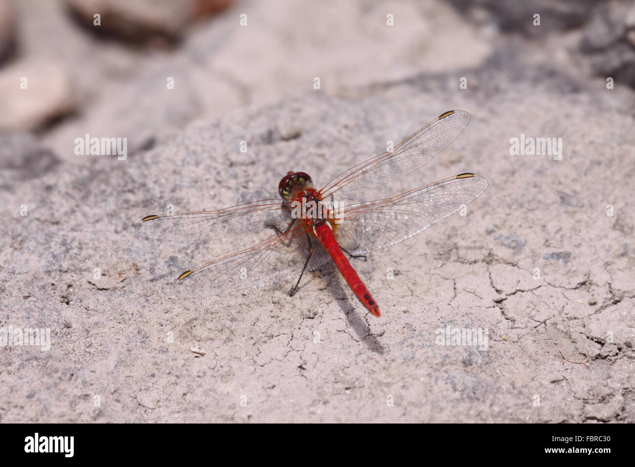 Rot geäderten Sympetrum in Kanarische Inseln Stockfoto