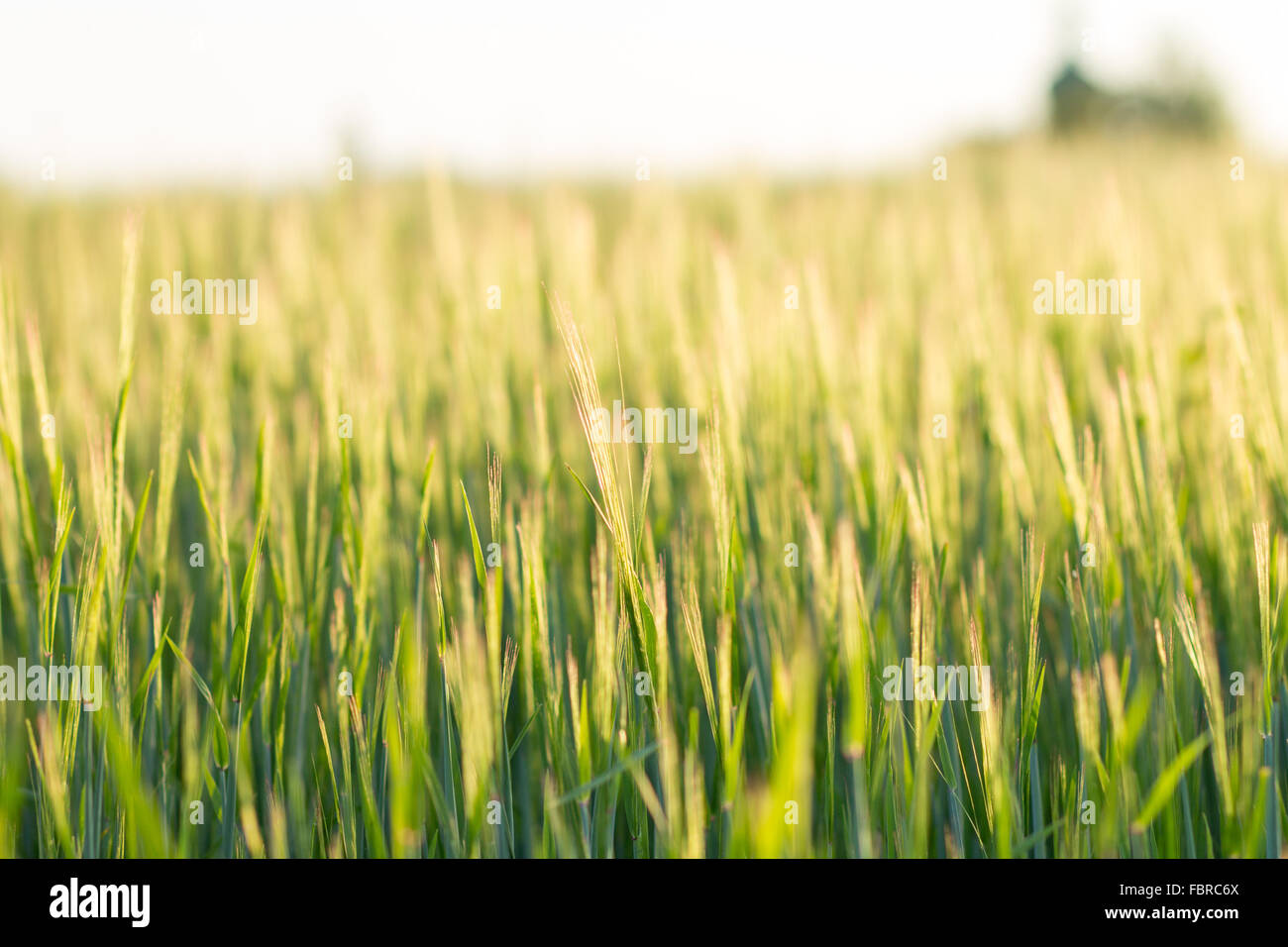 Schließen Sie herauf Gerste Feldbild mit Tiefenschärfe. Landwirtschaft Natur Hintergrund Stockfoto