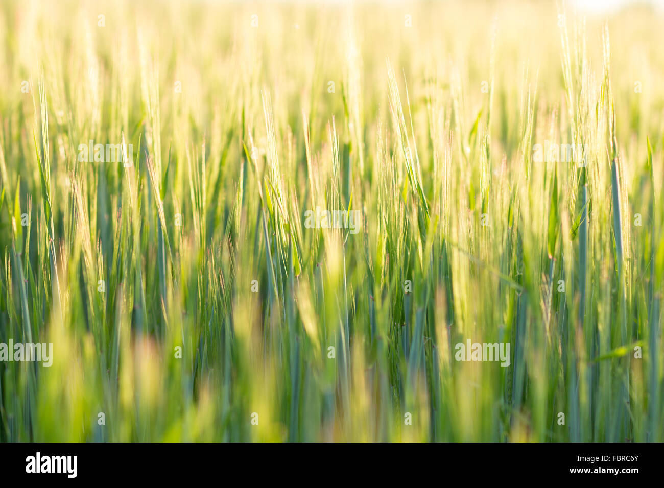 Schließen Sie herauf Gerste Feldbild mit Tiefenschärfe. Landwirtschaft Natur Hintergrund Stockfoto