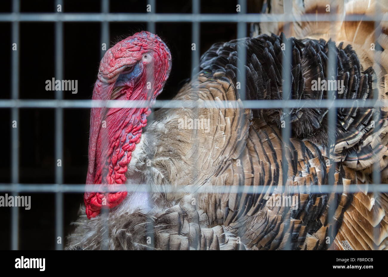 Alten wütend Türkei mit einer großen Muschel sitzt in einem Käfig. Close-up. Stockfoto