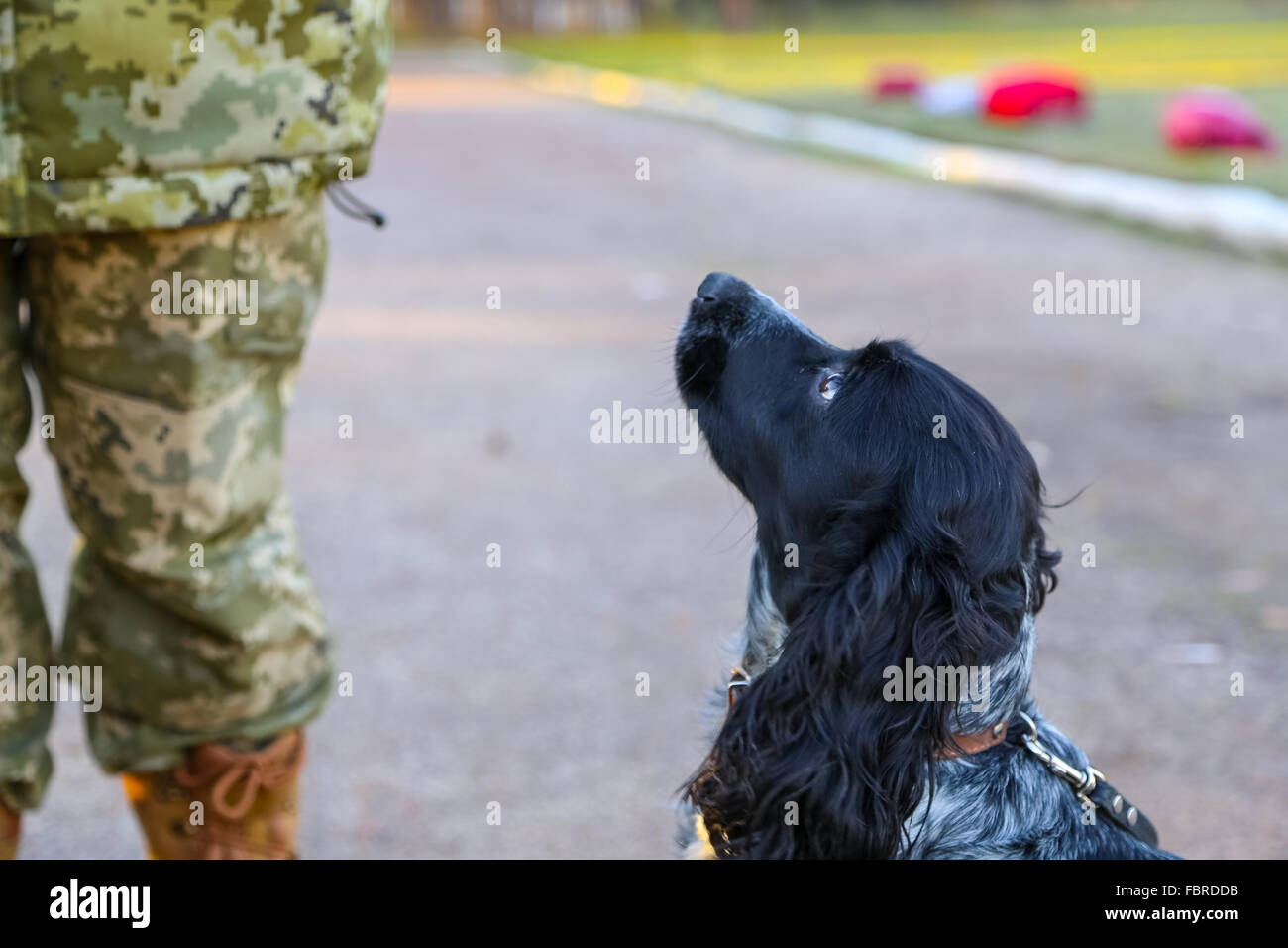 Grenze Hund Portrait hautnah mit einem Soldaten am Standort Stockfoto