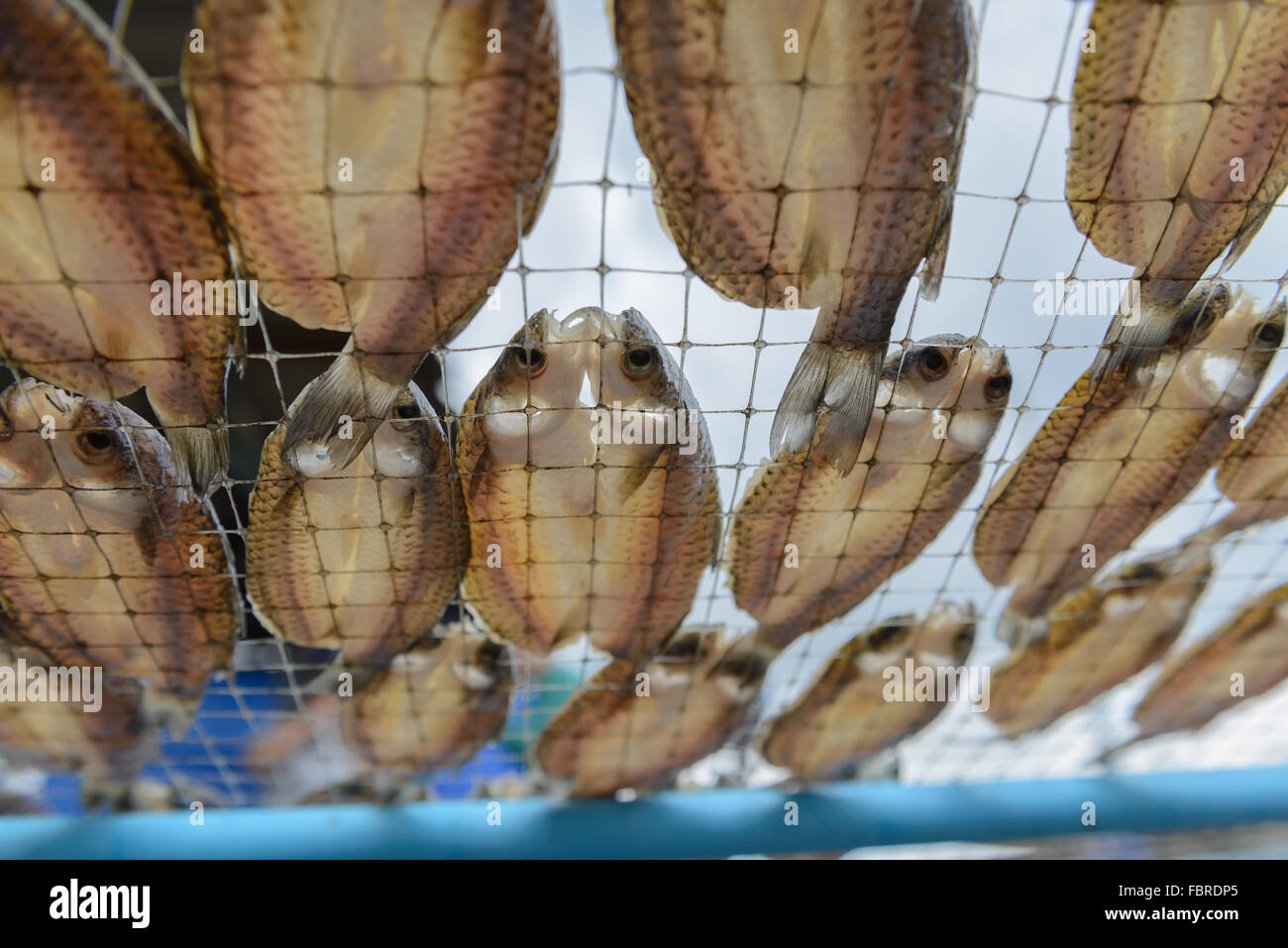 Nahaufnahme der getrocknete Salzfisch, unter dem unterstützenden Netz anzeigen Stockfoto