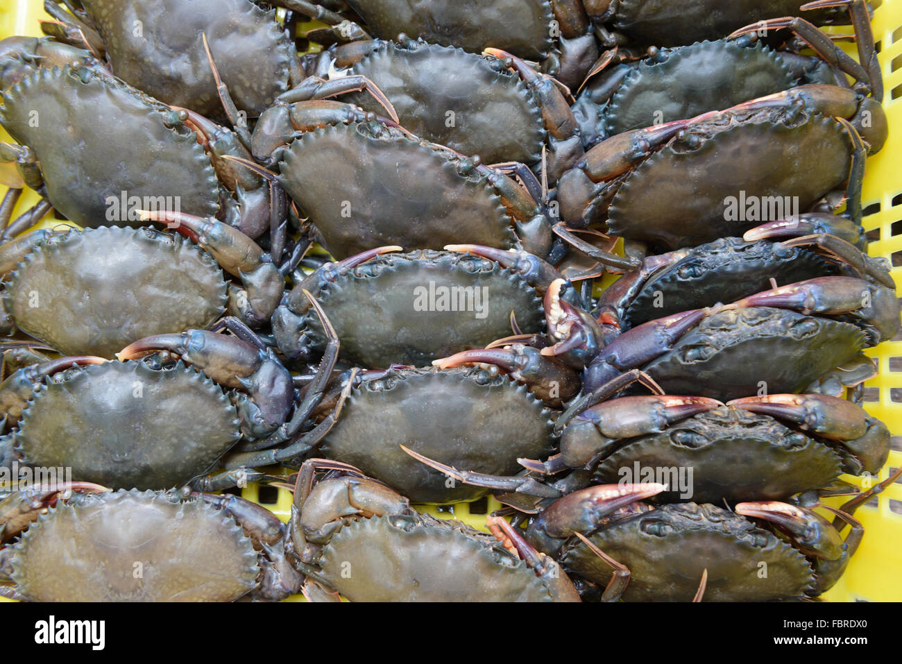 Lebendig Softshell gezahnt Krabbe, schwarze Krabbe oder Mangroven Krabben. Sie haben sich nur ihre alten Exoskelett gemausert Stockfoto