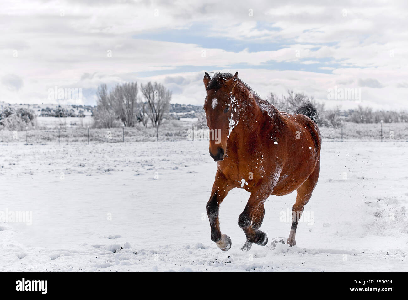 Braunes Pferd im Galopp auf Schnee bedeckten Boden mit Bäumen im Hintergrund Stockfoto
