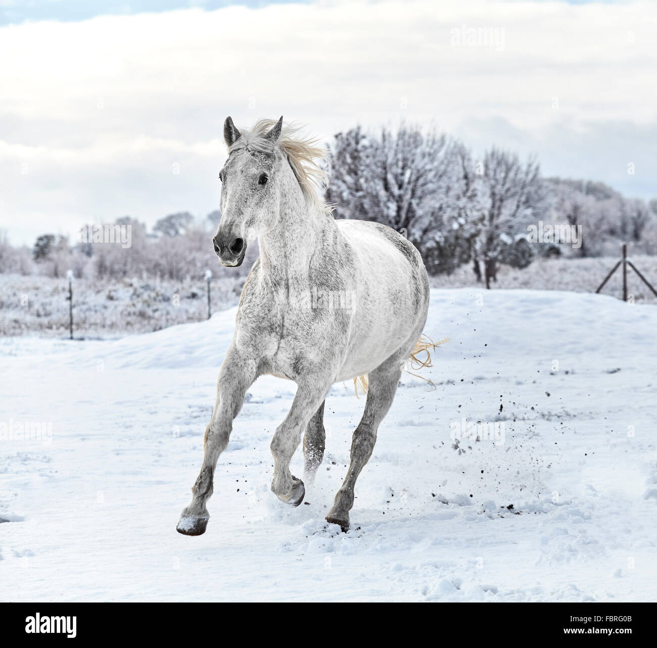 Weißes Pferd im Galopp auf Schnee bedeckten Boden mit Bäumen im Hintergrund Stockfoto