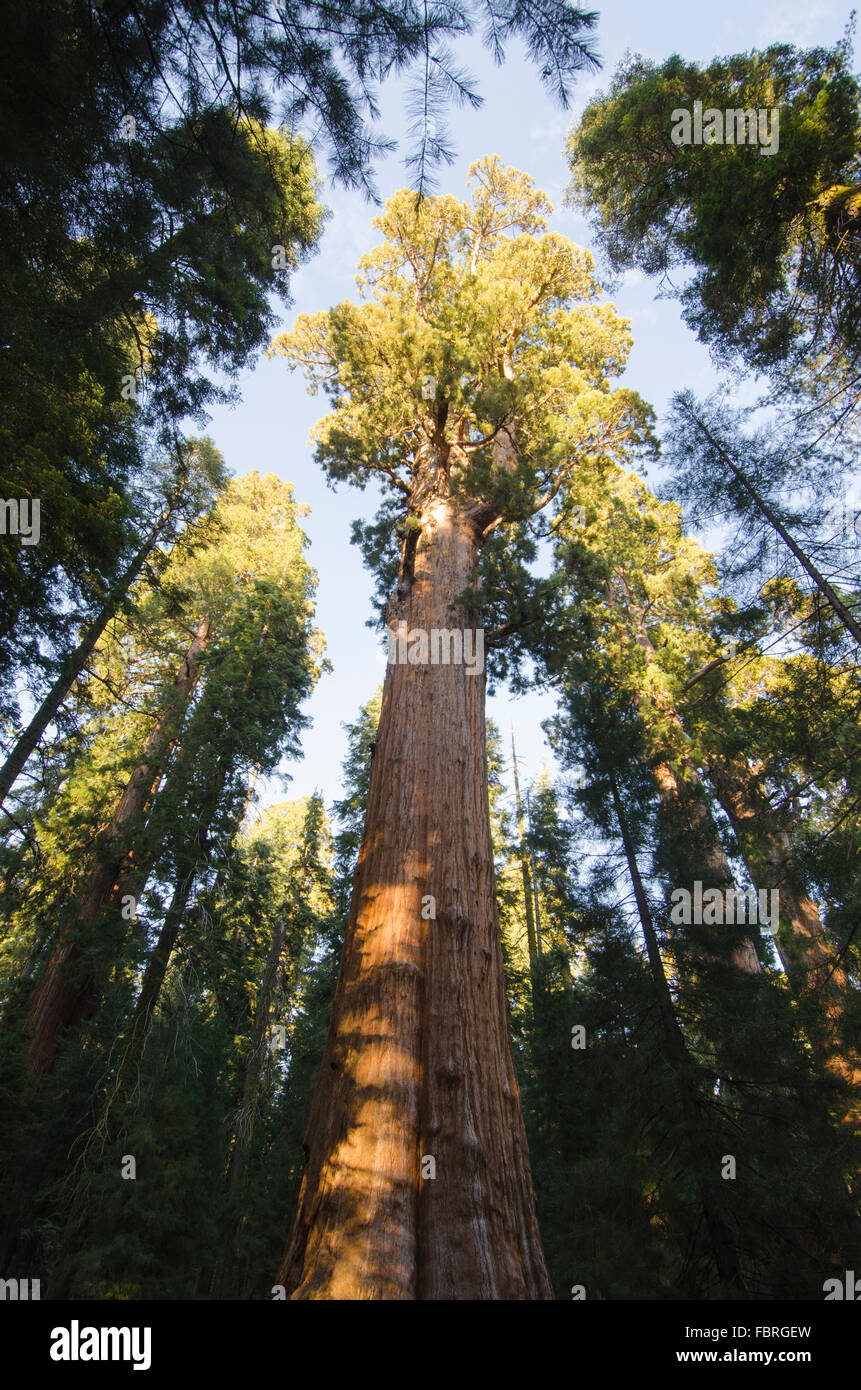 Mammutbäume in Sierra Nevada, Kalifornien, USA Stockfoto