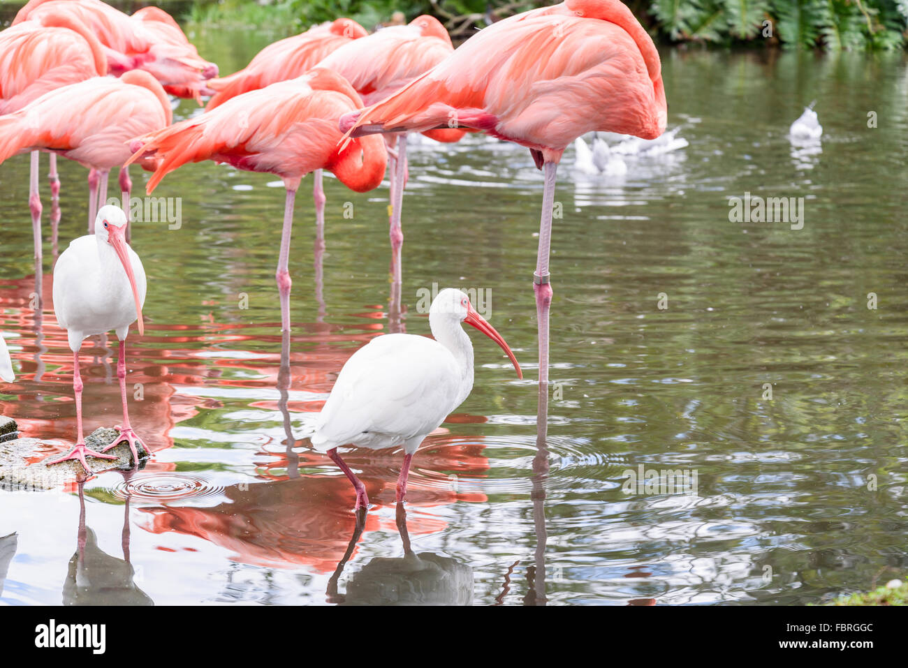 Der rosa-Flamingo und der weißen Ibis Vogel auf dem See im park Stockfoto