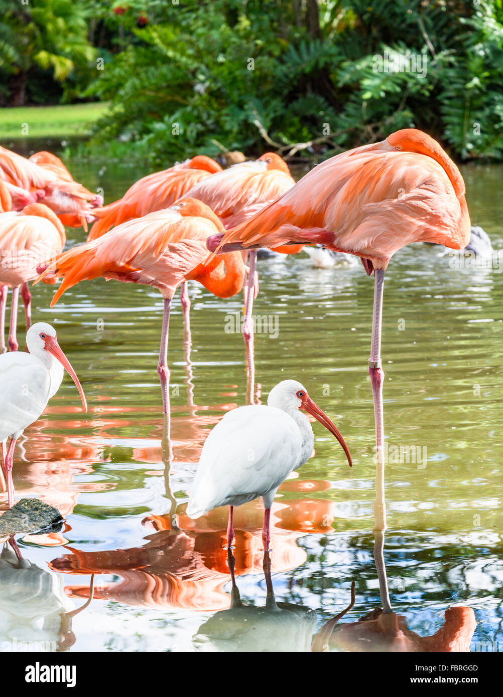 Der rosa-Flamingo und der weißen Ibis Vogel auf dem See im park Stockfoto