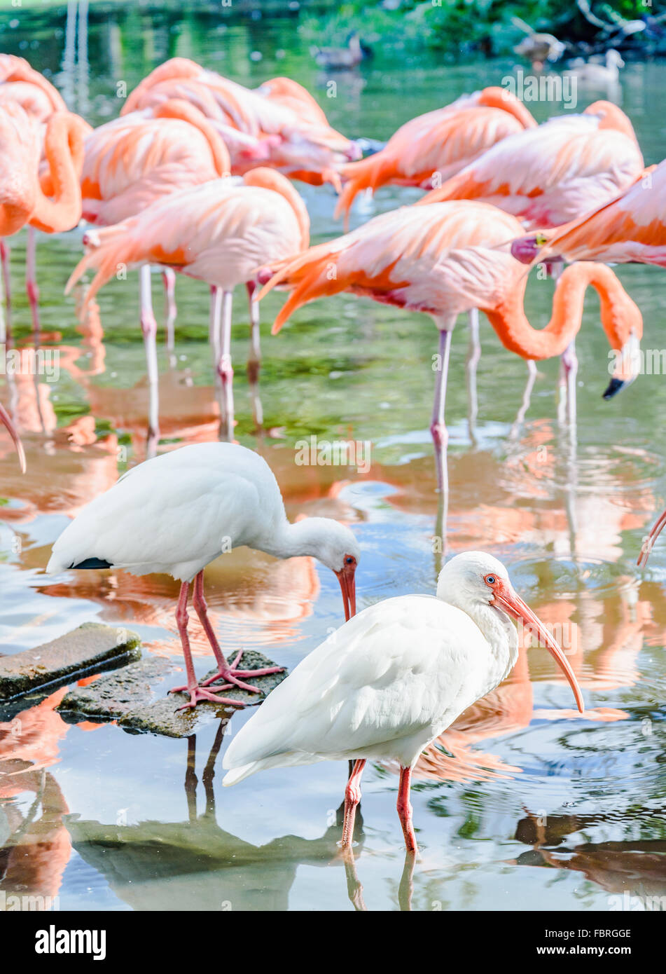 Der rosa-Flamingo und der weißen Ibis Vogel auf dem See im park Stockfoto