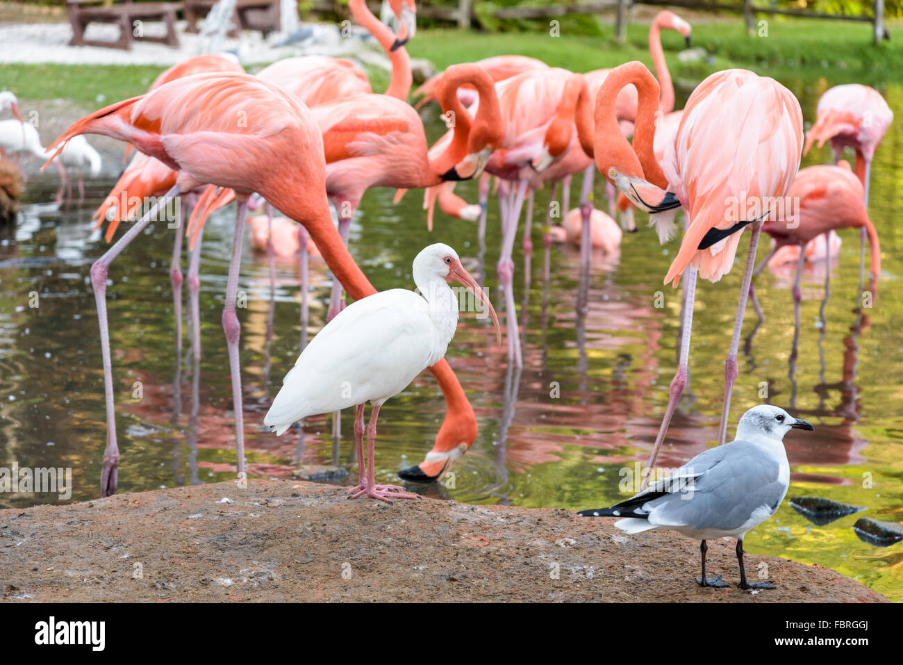 Der rosa-Flamingo und der weißen Ibis Vogel auf dem See im park Stockfoto