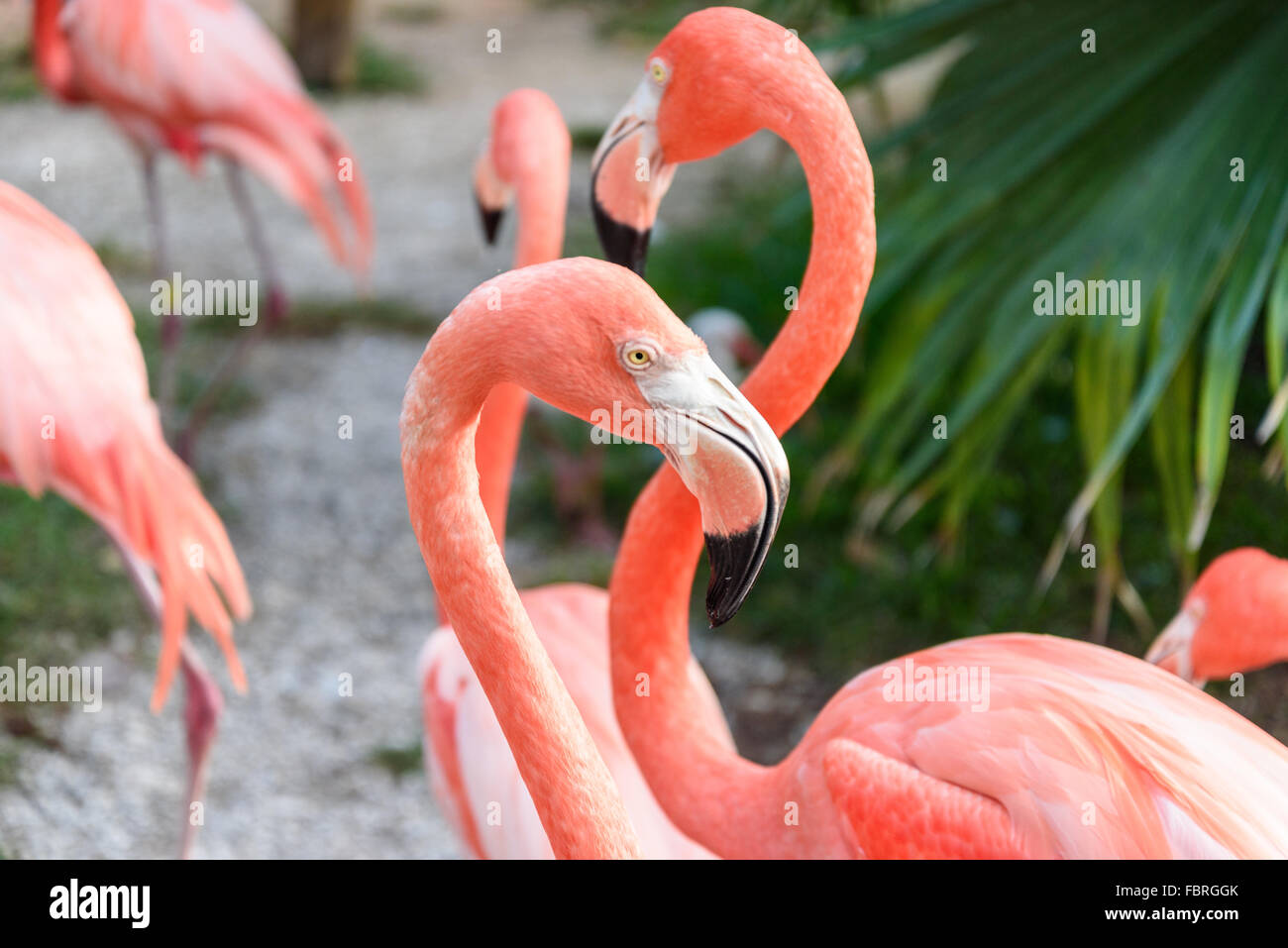 Der rosa Flamingo Vogel auf dem See im park Stockfoto