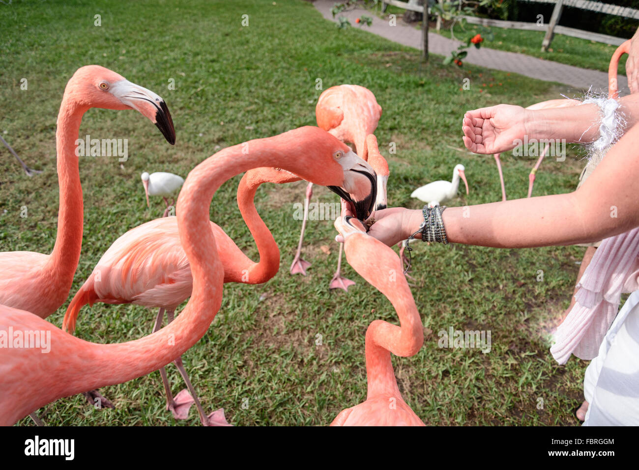 Der rosa Flamingo Vogel auf dem See im park Stockfoto