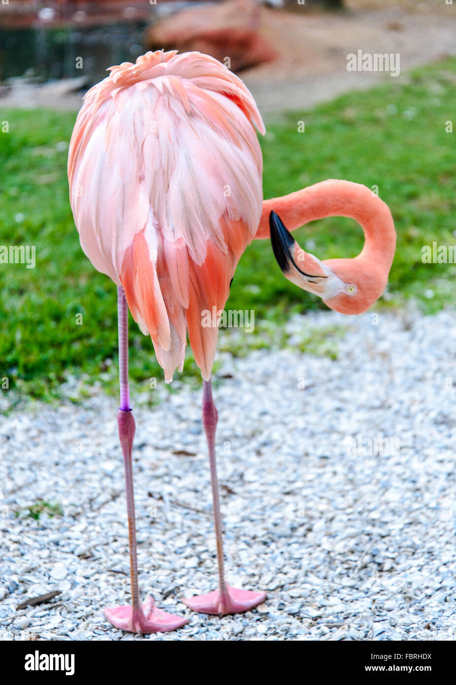 Der rosa Flamingo Vogel auf dem See im park Stockfoto