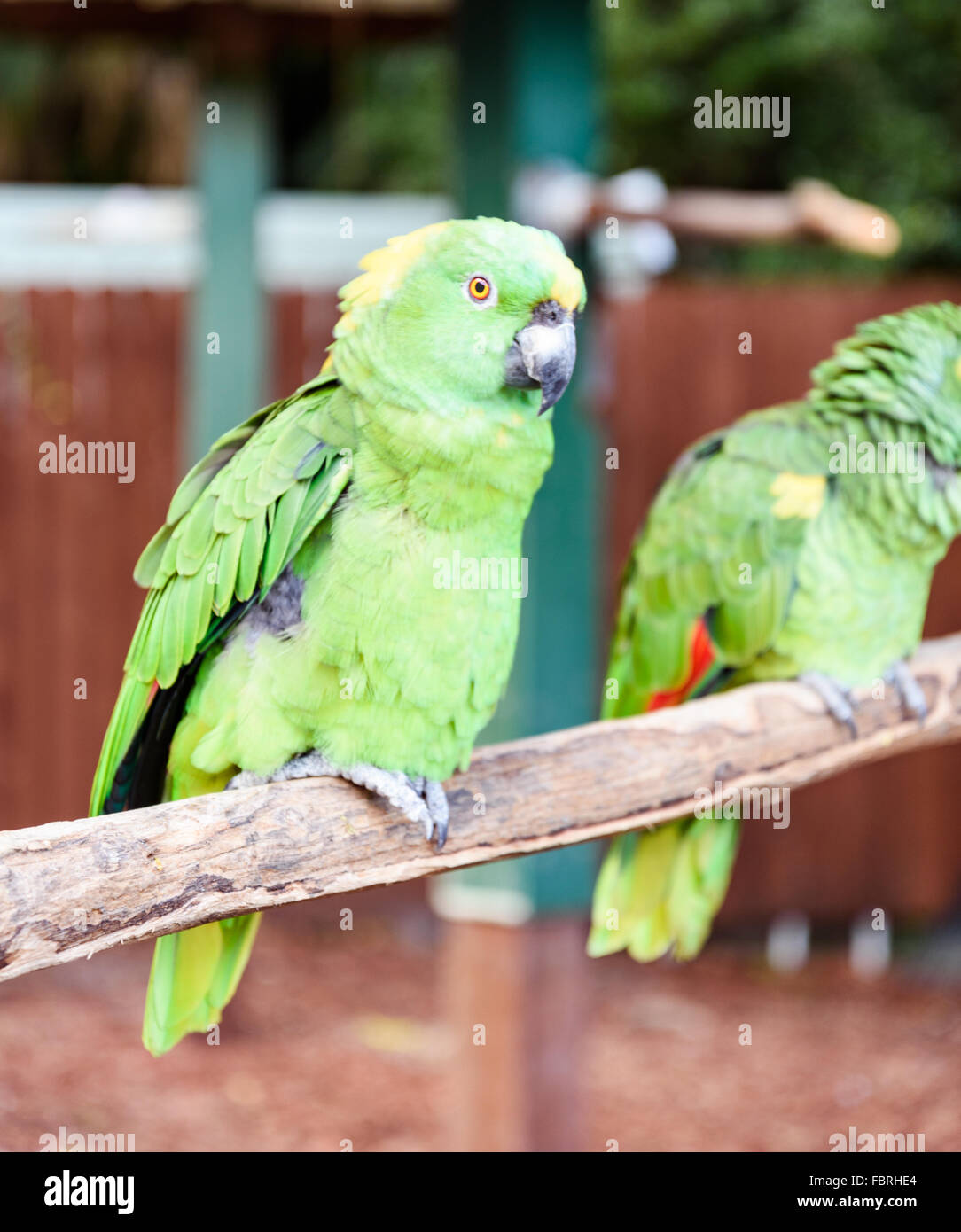 Grün Macae Vogel auf dem Ast Stockfoto