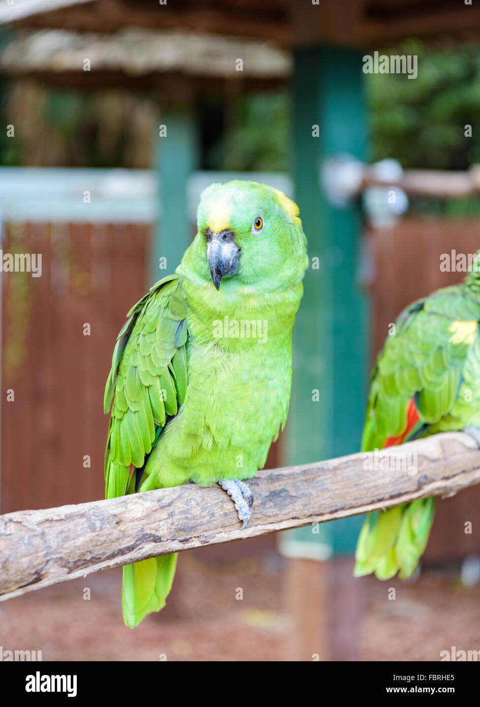 Grün Macae Vogel auf dem Ast Stockfoto