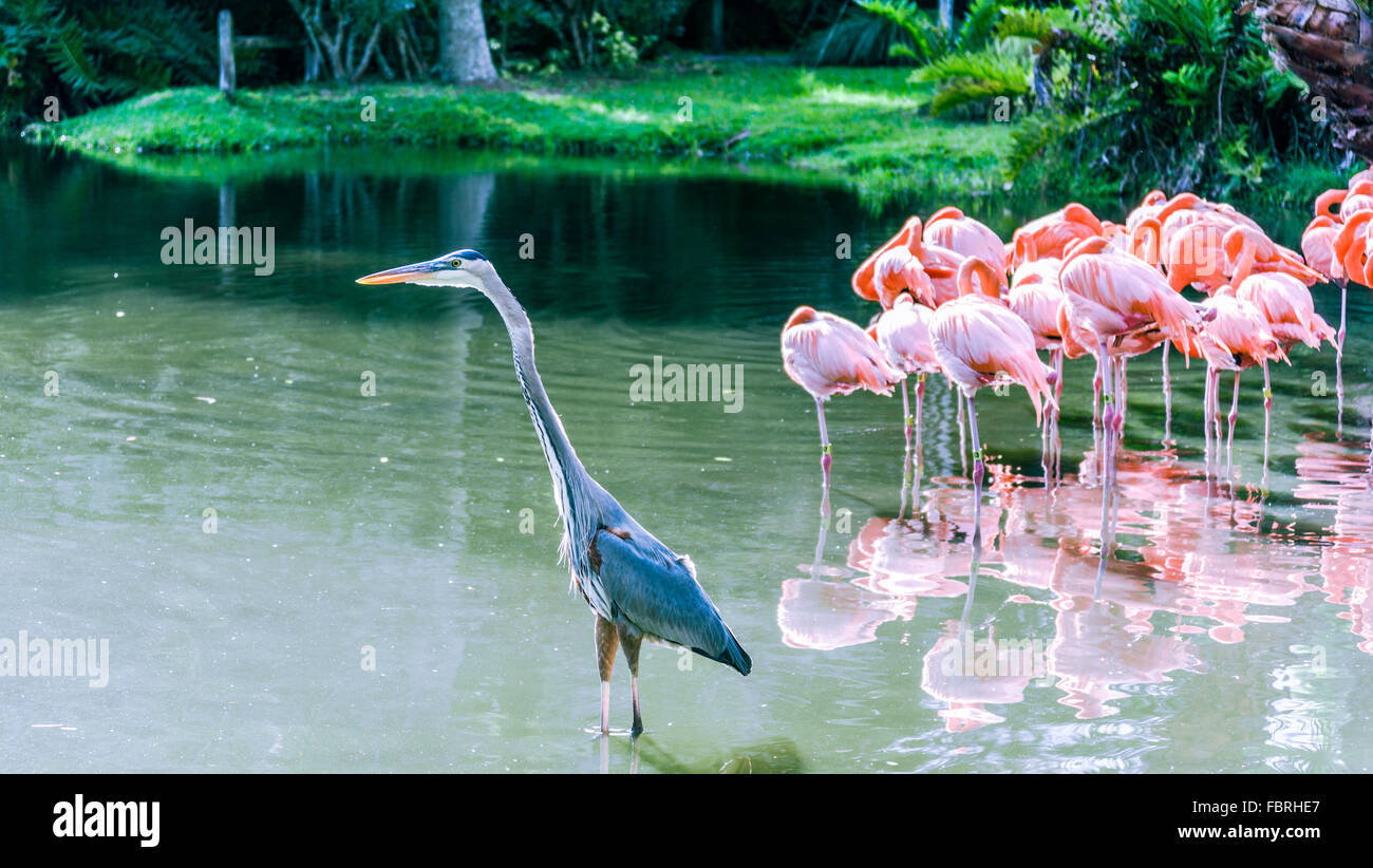Demoiselle Kran Vogel auf dem See Stockfoto