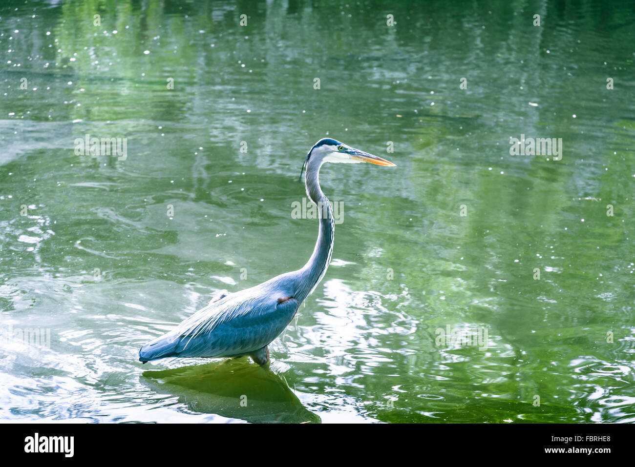 Demoiselle Kran Vogel auf dem See Stockfoto