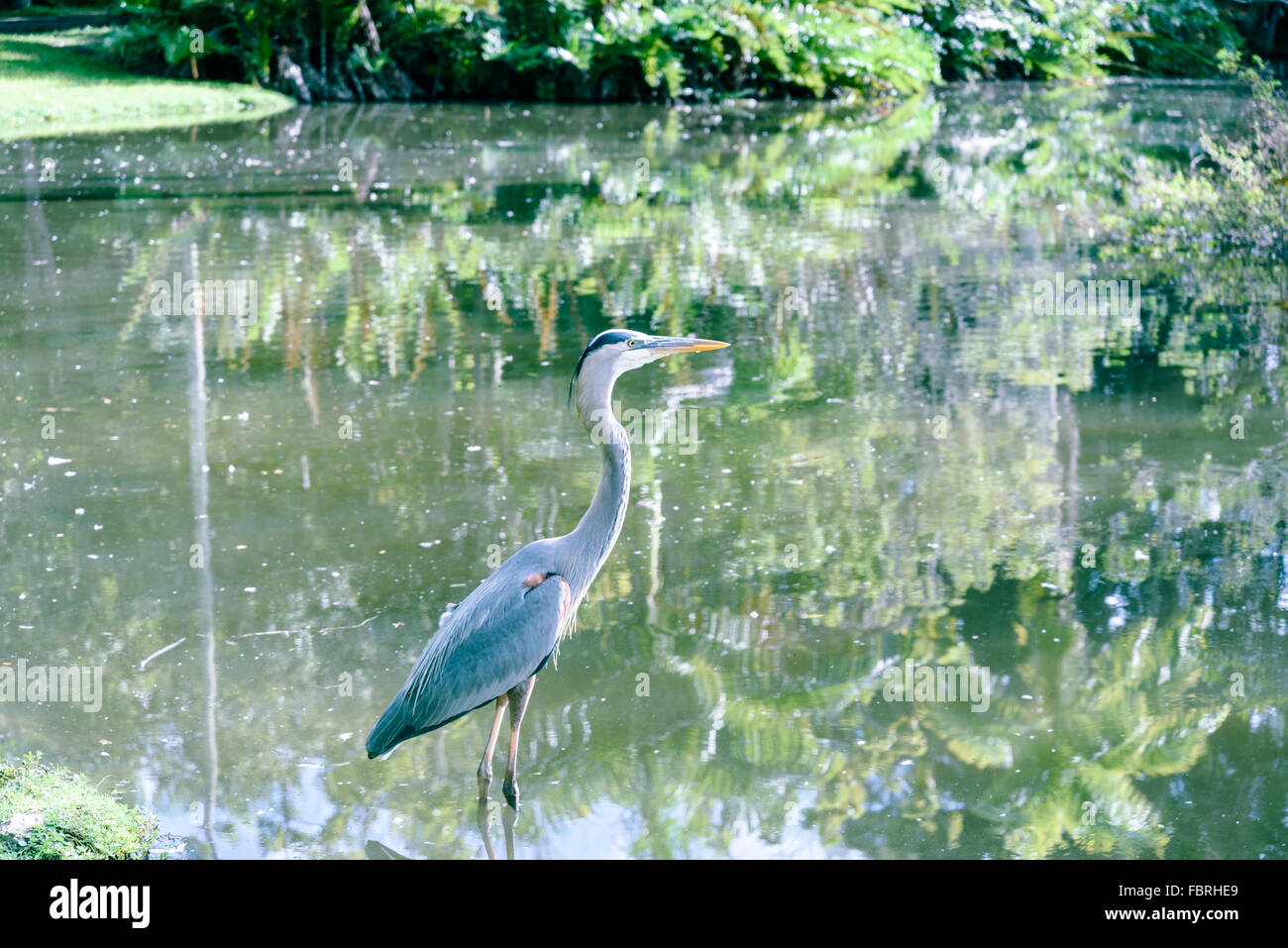 Demoiselle Kran Vogel auf dem See Stockfoto