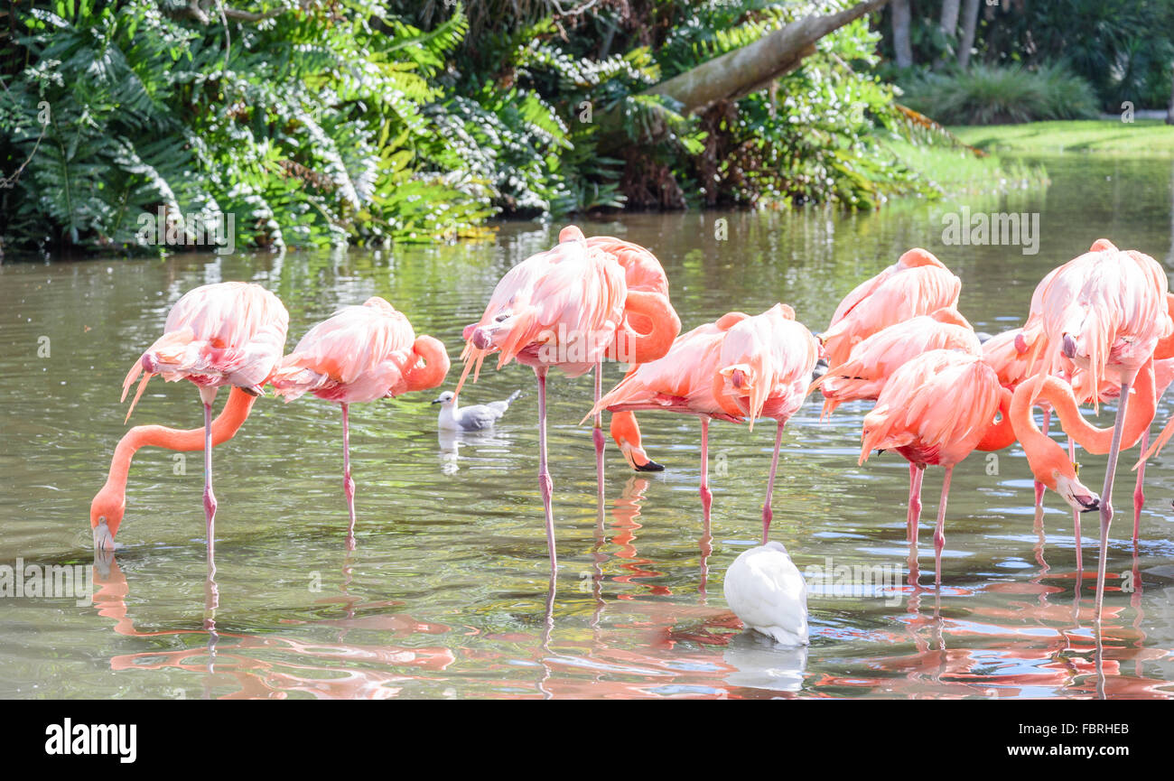 Der rosa-Flamingo und der weißen Ibis Vogel auf dem See im park Stockfoto
