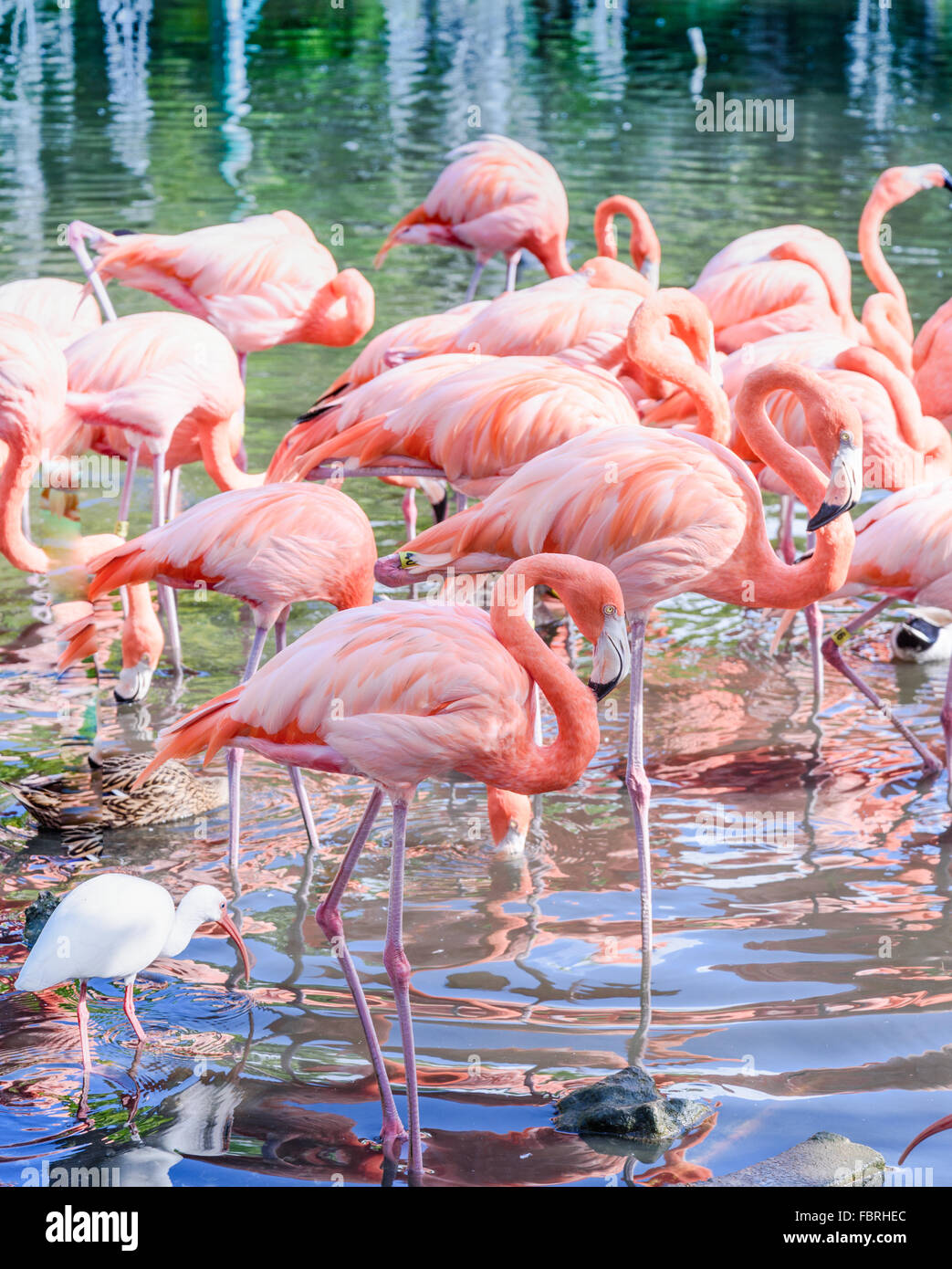 Der rosa Flamingo Vogel auf dem See im park Stockfoto