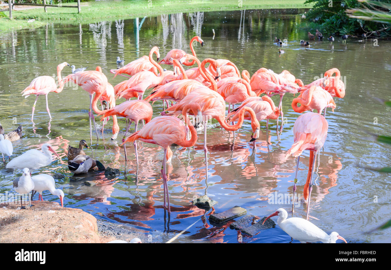 Der rosa Flamingo Vogel auf dem See im park Stockfoto