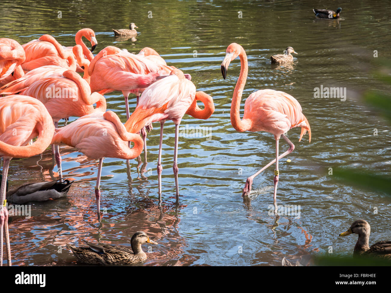 Der rosa Flamingo Vogel auf dem See im park Stockfoto