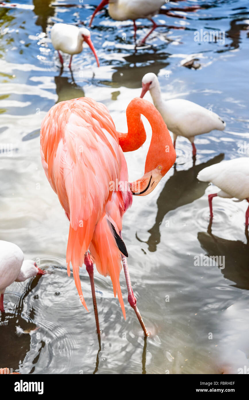 Der rosa Flamingo Vogel auf dem See im park Stockfoto