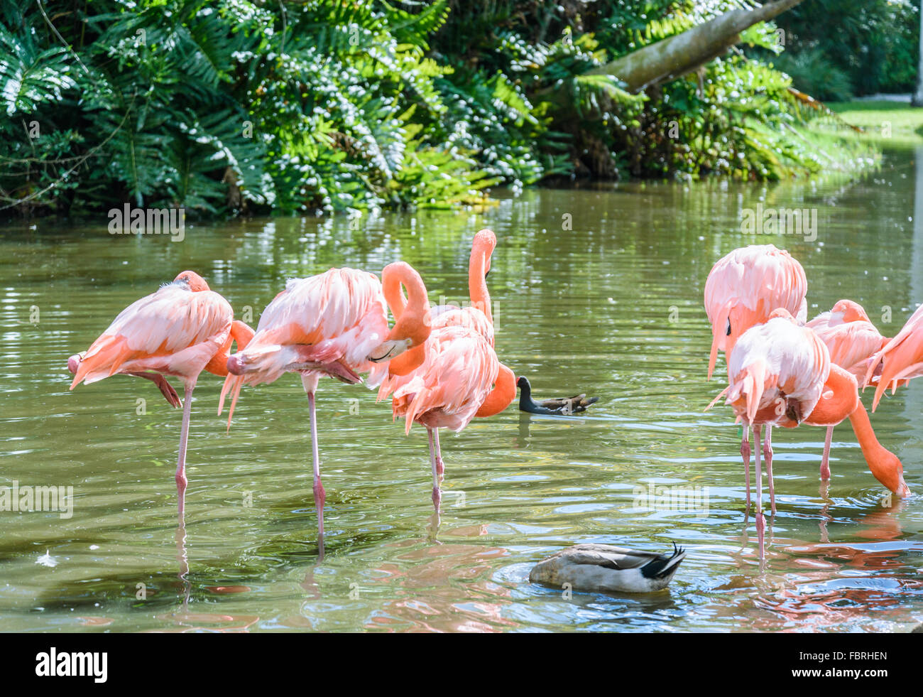 Der rosa Flamingo Vogel auf dem See im park Stockfoto