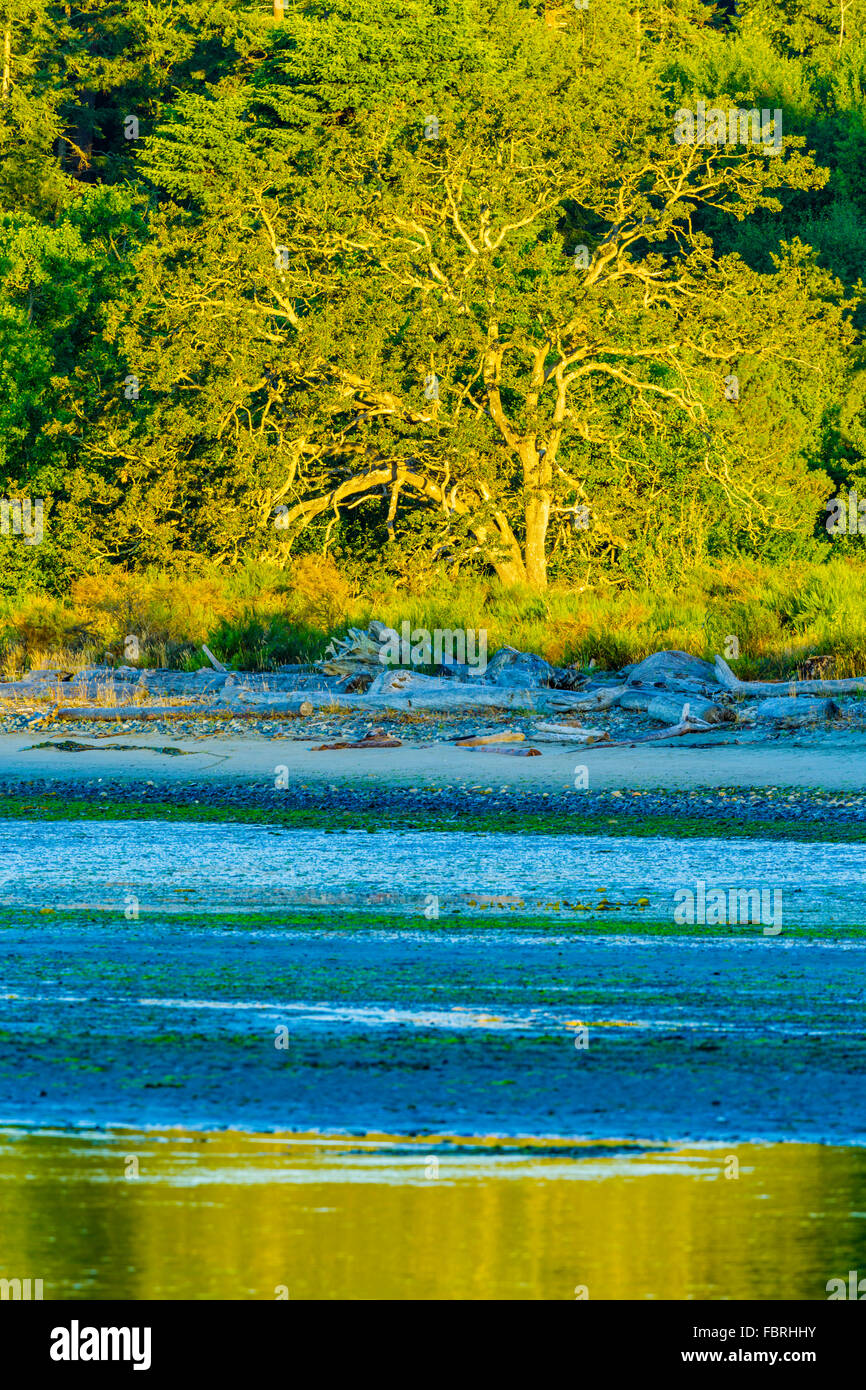 Witzig ist Lagune, Vancouver Island, Kanada Stockfoto