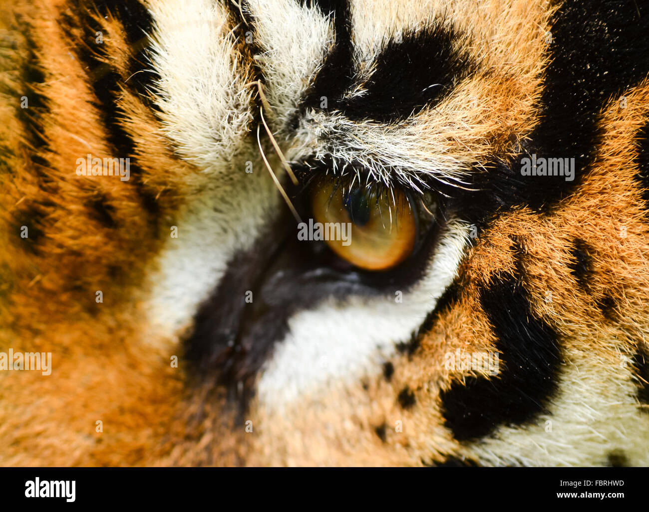 Nahaufnahme von Tigerauge Stockfoto