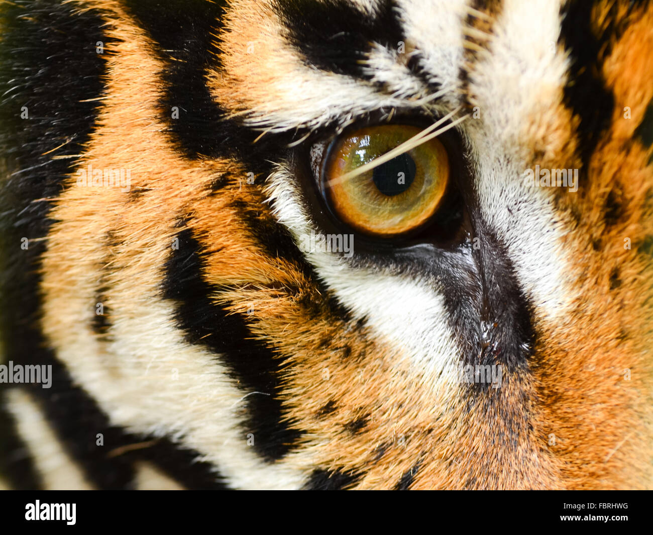 Nahaufnahme von Tigerauge Stockfoto