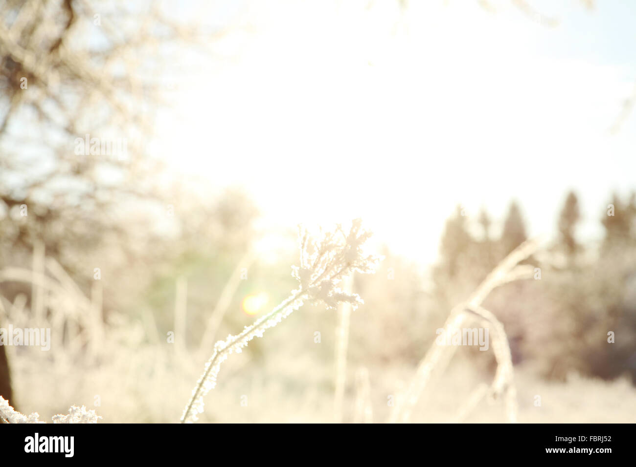 Zweig mit Raureif Nahaufnahme auf weiche sonnigen Hintergrund. Winter-Landschaft Stockfoto
